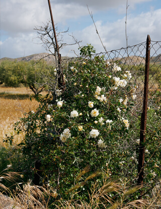 Le Rose Selvatiche